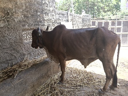 ગોધલો બલદ ૨જી ધર્મા હાકેલો સે
