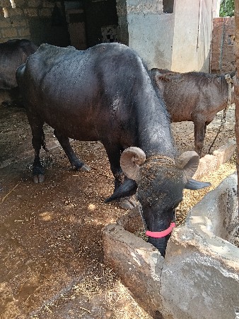 3 ભેંસુ વેચવાની છે