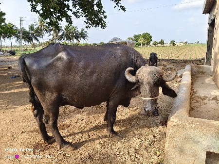ભેંશ વેશવા નિ છે