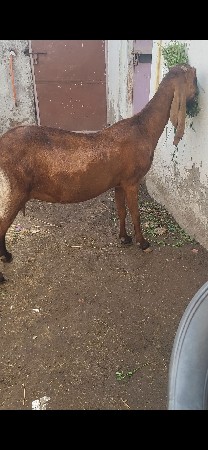 totapari bakri