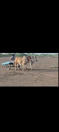 બળદ રહેવાના છે ત્રીજી વાવણીના