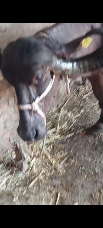 ભેસ