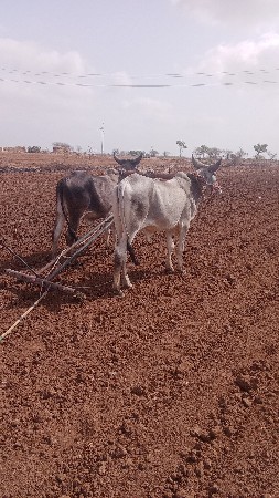 ચાર ચાર દાતે