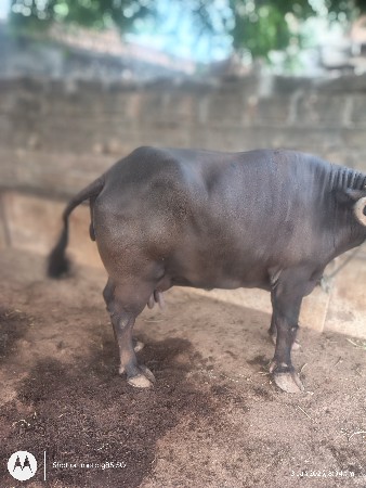 ભેંસ વેચવાની છે