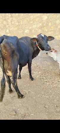 ગાય