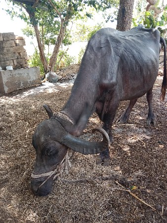 વેચવા ની છે