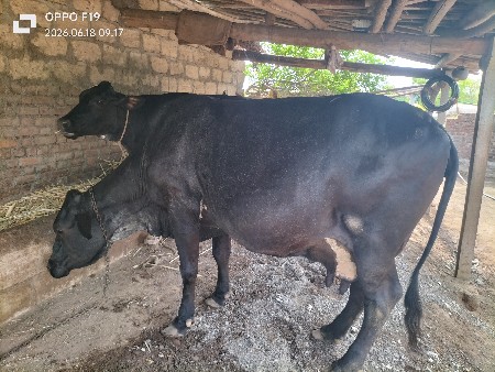 ગાય વેચવાની છે