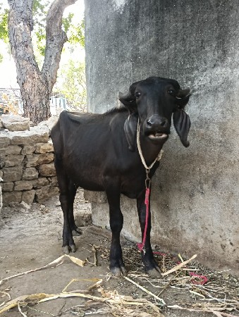 જાફરાબાદી પાડી વેચવાની છે
