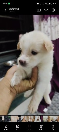 પોમેલિયન