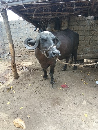 2 વેતર ની ભેસ વેચવાની છે