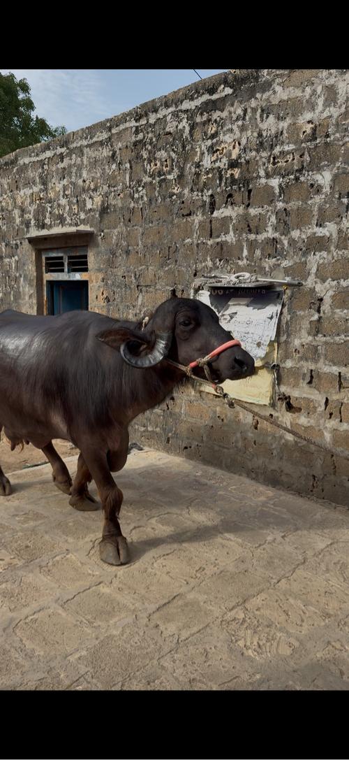ભેંસ વેસવા ની સે