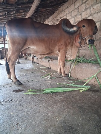 ગીર ગાય વેચવાની છે