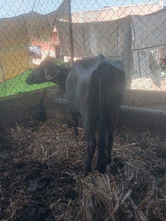ભેંસ વેચવાની છે