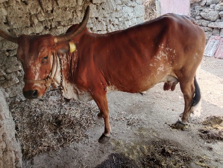 ગાય વેચવાની છે