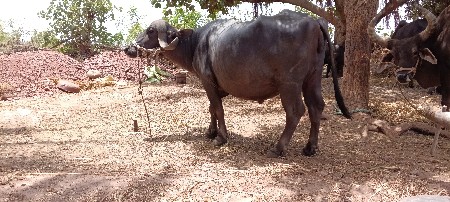 ભેસ