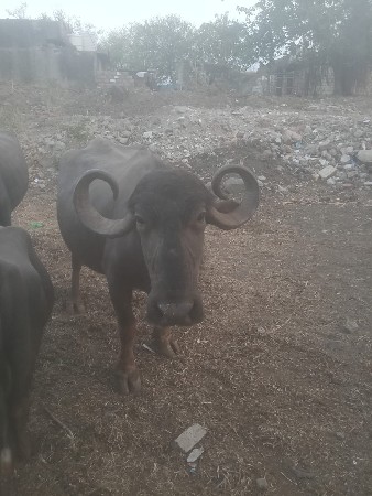 આ 2 ભેંસ વેચવાની છે