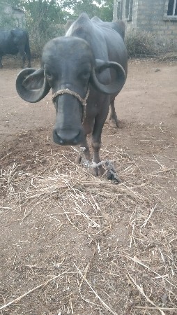 ભેંસ વેસવા ની સે