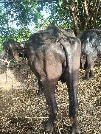 વેશવા ની છે