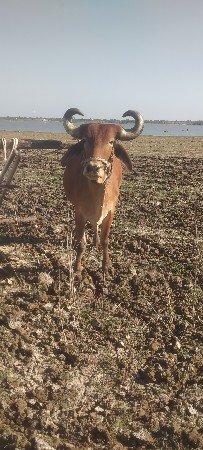ત્રીજી