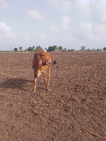 ગાય‌ વેસવાનીસે ગીર ગાય