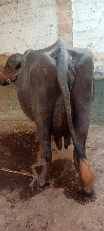 ભેંસ વેચવાની છે 3 વેતર  15 દિવની