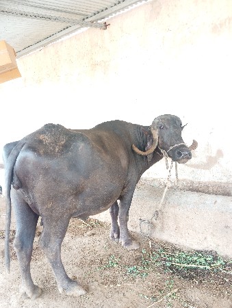 a bhes vechvani che pela vetar