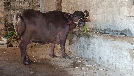 ભેંશ વેચવાની છે
