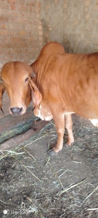 ગીર ગાય ઓડકી વેચવાની છે