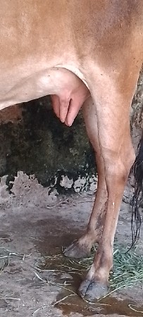 હોડકી વેચવાની છે