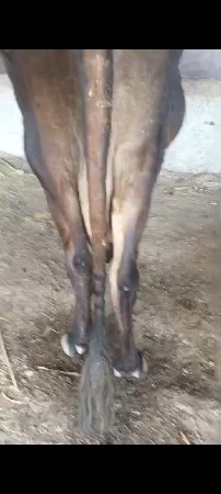 બે થી ત્રણ લીટર દૂધ દોઢ મહિનાની
