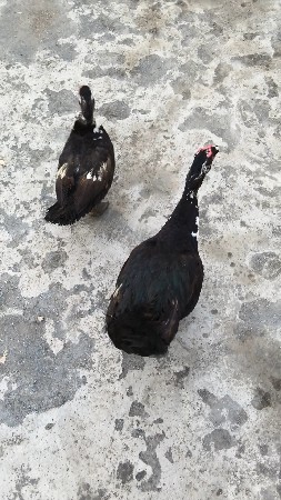 બે જોડી ઈંડા મુક્તિ દેવાની છે ભાઈ