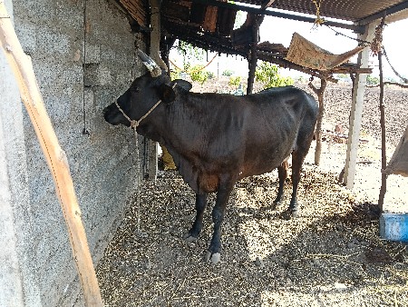 જર્સી ગાય વેચવા ની છે