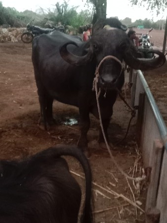 ભેસ વેચવા ની છે