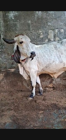 ગાય વેચવાની છે