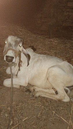 વાછડો દેવાનો છે .