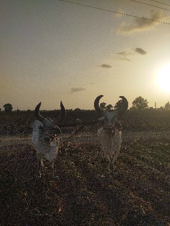 વેચવા ના સે