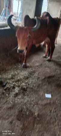 ગાય
