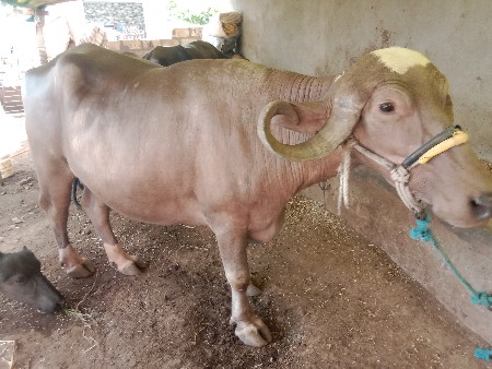 ભેસ