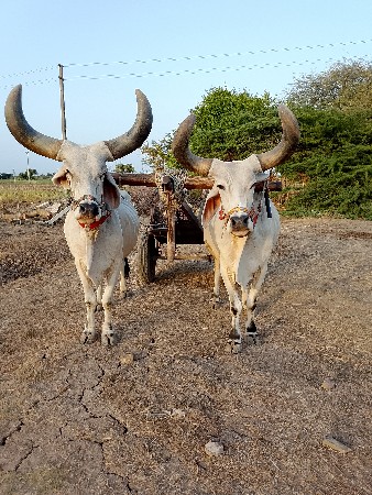 આ બરઘ વેચવાના છે