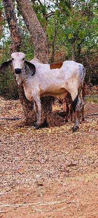 ગીર લીલડો વાસડો