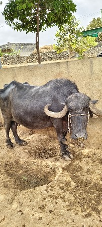 ભેંસ વેચવાની છે