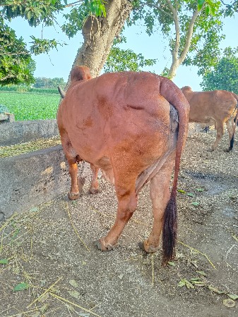ગાય વેચવાની છે