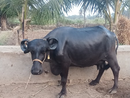 ભેંસ