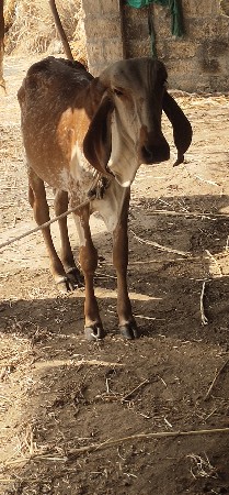 વાસડીવેચવાનિછે