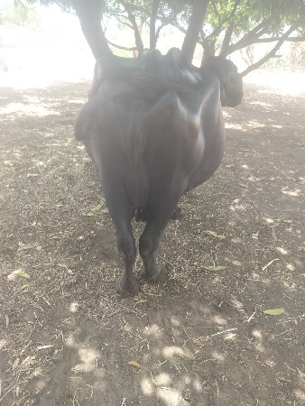 ભેસ વેસવાની