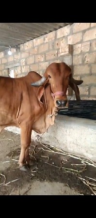 ઓરીજનલ ગીર હોડકી છે