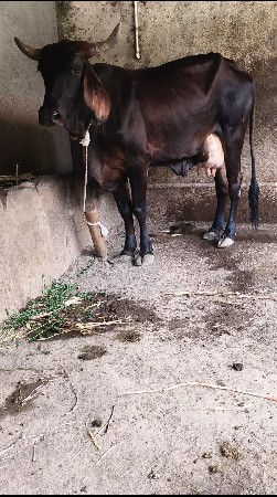 ગાય વેચવાની છે  ગીર ક્રોસ