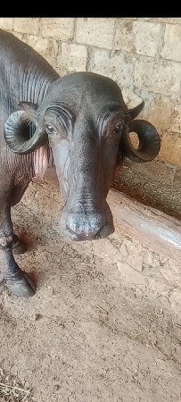 આ ભેંસ વેચવાની છે