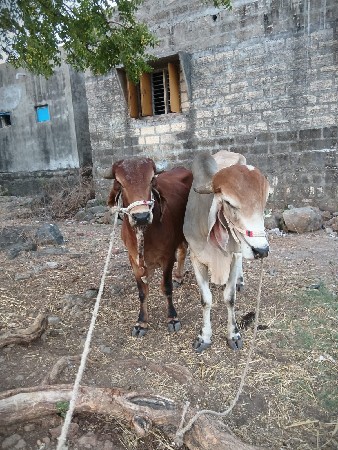 6.6દાતે