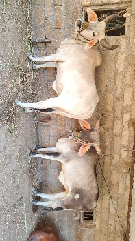 ગોડલા વેચવાના છે